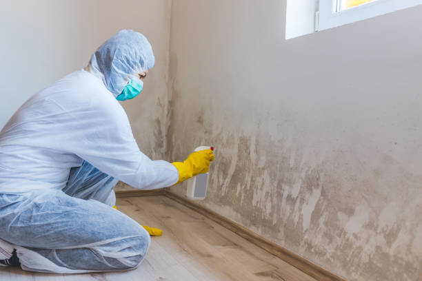 Licensed Crawl Space Mold Removal service in North Bend, WA - WQB Mold Removal